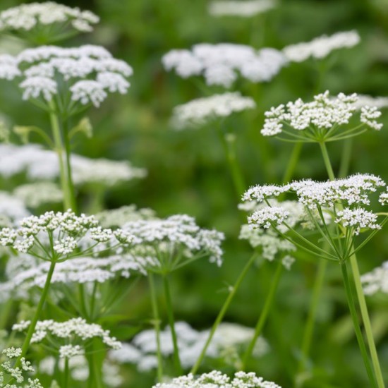Amis didysis ( Ammi majus)
