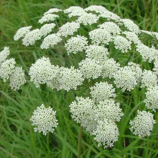 Amis didysis ( Ammi majus)