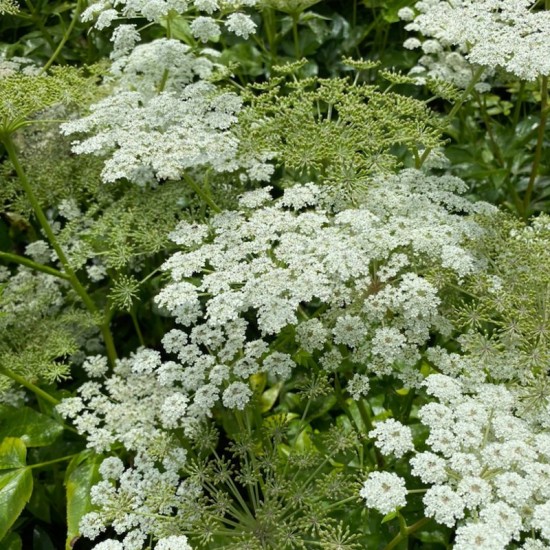 Amis didysis ( Ammi majus)