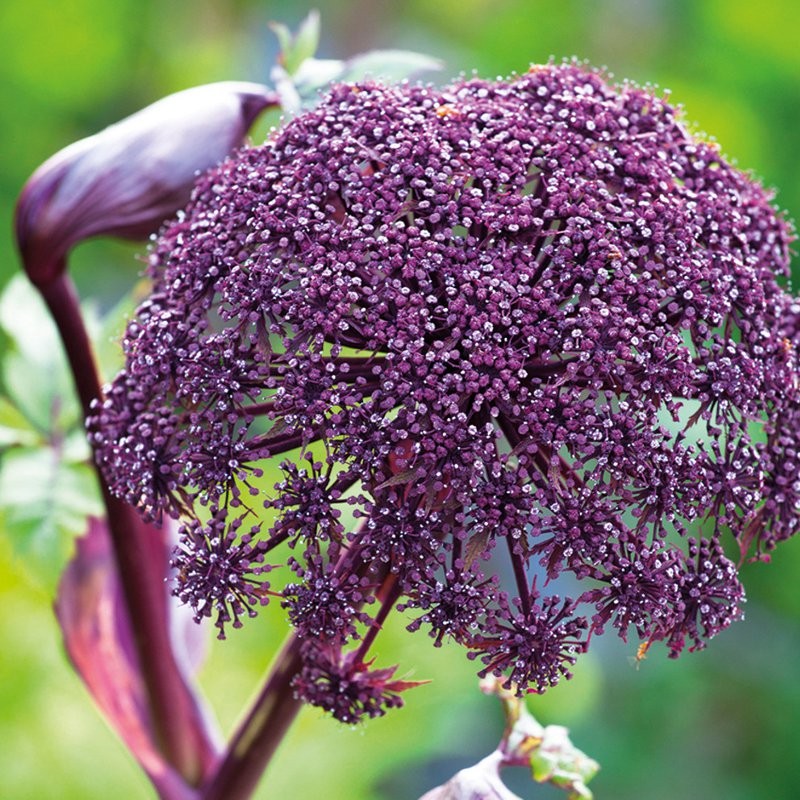 Šventgaršvė (Angelica gigas) ‘Purple Angelica‘ Šventgaršvė (Angelica gigas) ‘Purple Angelica‘