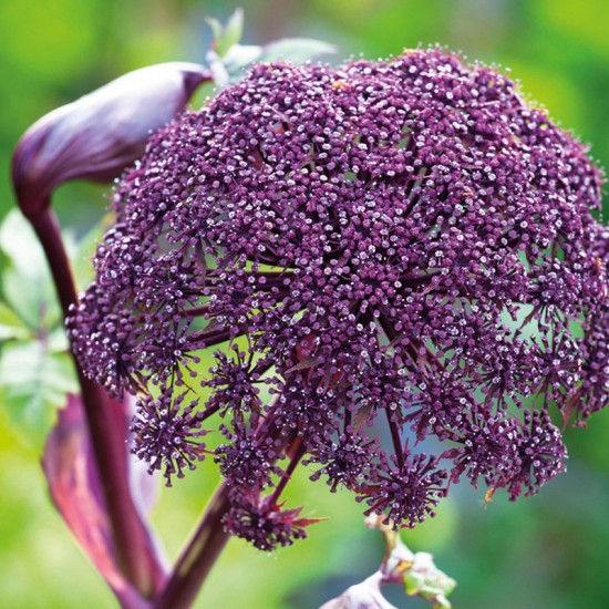 Šventgaršvė (Angelica gigas) ‘Purple Angelica‘