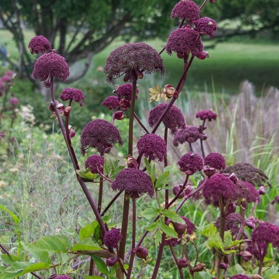 Šventgaršvė (Angelica gigas) ‘Purple Angelica‘