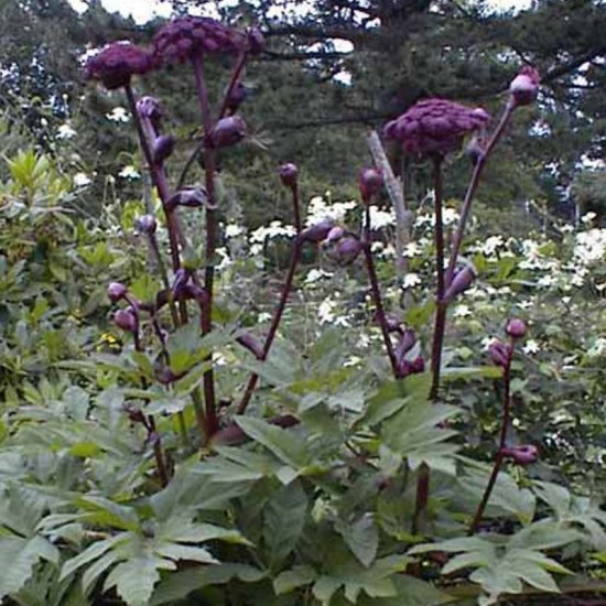 Šventgaršvė (Angelica gigas) ‘Purple Angelica‘