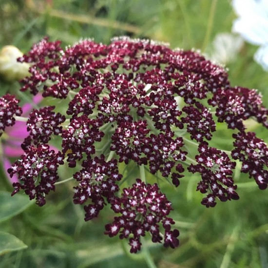 Morka laukinė ( Carota daucus ) 'Purple Kisses' mix