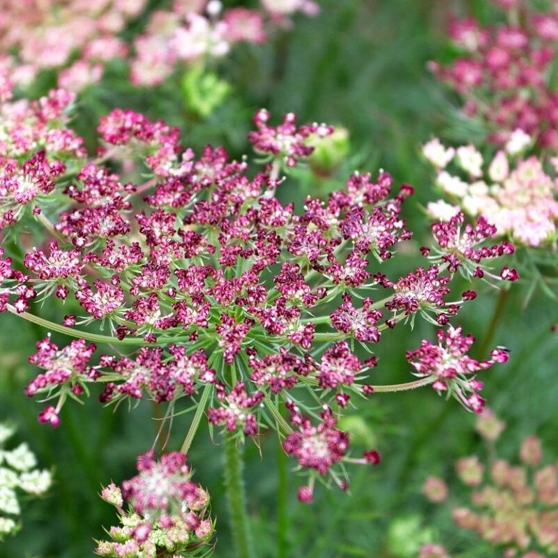 Morka laukinė ( Carota daucus ) 'Purple Kisses' mix Morka laukinė ( Carota daucus ) 'Purple Kisses' mix