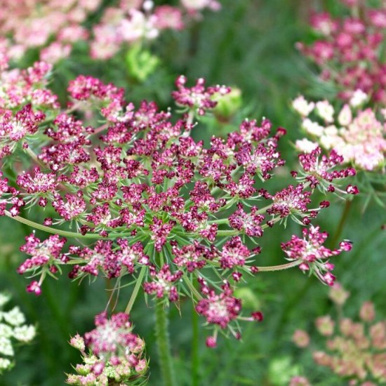 Morka laukinė ( Carota daucus ) 'Purple Kisses' mix