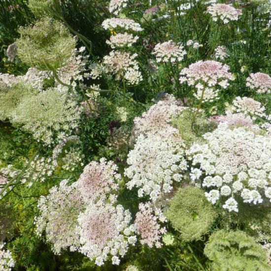 Morka laukinė ( Carota daucus ) 'Purple Kisses' mix