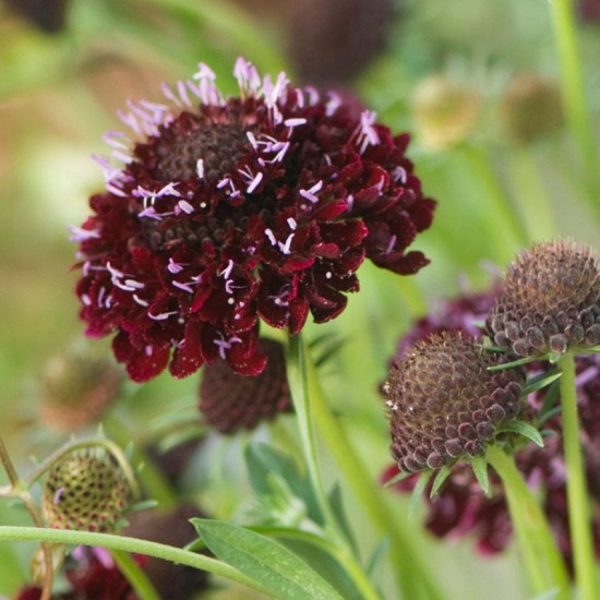 Žvaigždūnė raudonoji  ( Scabiosa atropurpurea) 'Black Cat'