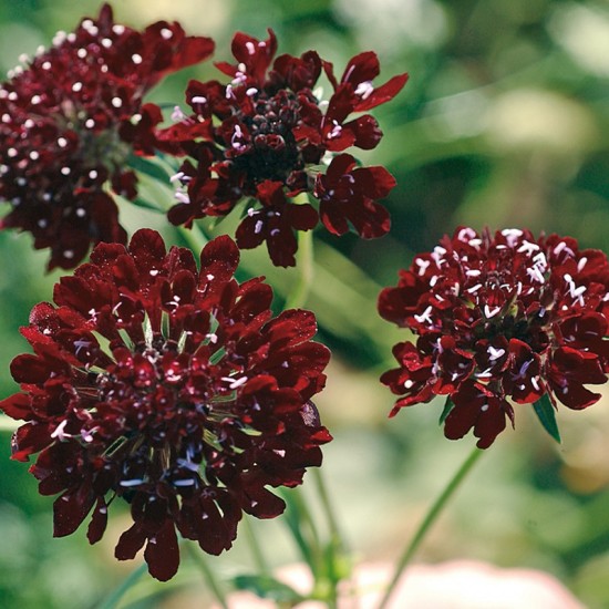 Žvaigždūnė raudonoji  ( Scabiosa atropurpurea) 'Black Cat'