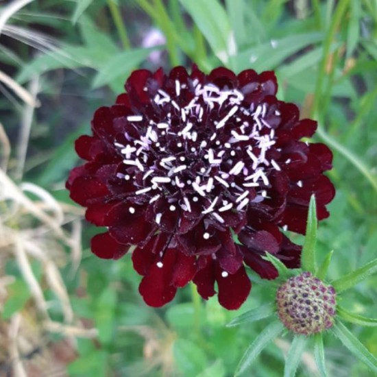 Žvaigždūnė raudonoji  ( Scabiosa atropurpurea) 'Black Cat'