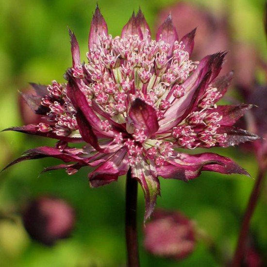 Astrancija didžioji (Astrantia major) 'Ruby Cloud'