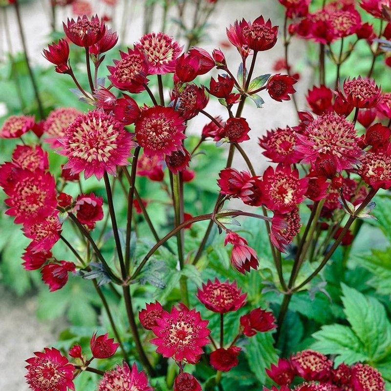Astrancija didžioji (Astrantia major) 'Ruby Cloud' Astrancija didžioji (Astrantia major) 'Ruby Cloud'