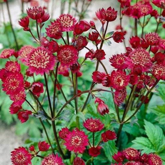 Astrancija didžioji (Astrantia major) 'Ruby Cloud'