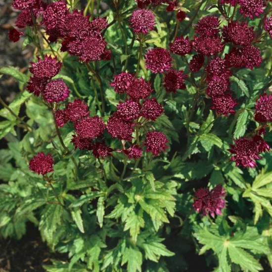 Astrancija didžioji (Astrantia major) 'Ruby Cloud'