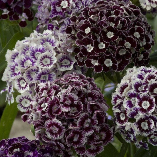 Gvazdikas šiurpinis (Dianthus barbatus) 'Hollandia Purple Crown'