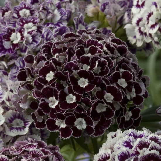 Gvazdikas šiurpinis (Dianthus barbatus) 'Hollandia Purple Crown'