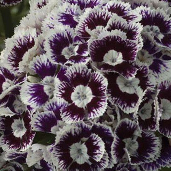 Gvazdikas šiurpinis (Dianthus barbatus) 'Hollandia Purple Crown'