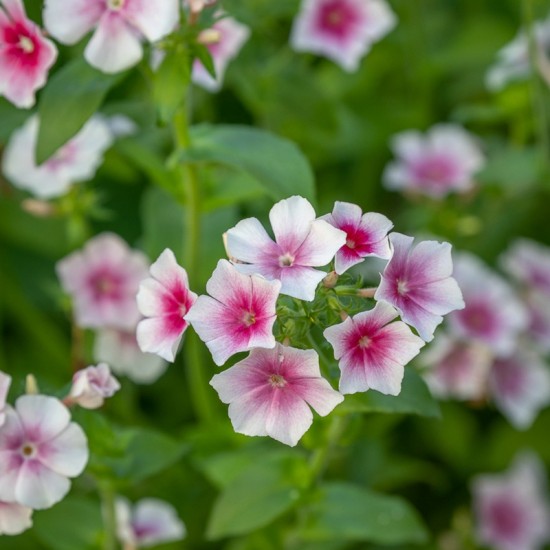 Flioksas vienametis (Phlox drummondii) 'Blushing Bride'