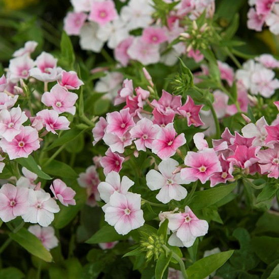 Flioksas vienametis (Phlox drummondii) 'Blushing Bride'