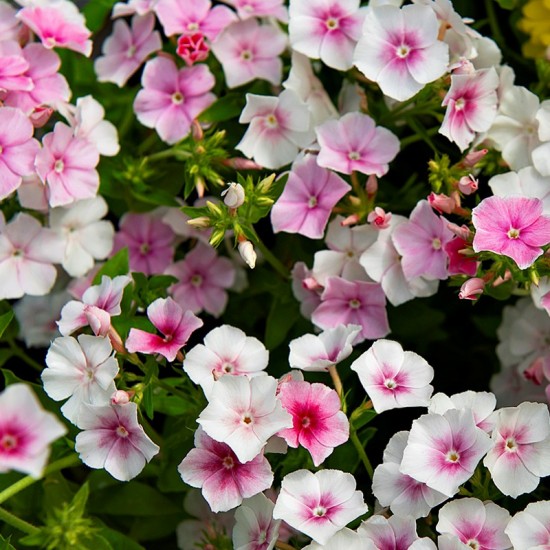 Flioksas vienametis (Phlox drummondii) 'Blushing Bride'