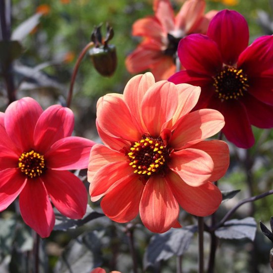 Jurginas darželinis (Dahlia variabilis) 'Bishops Children'