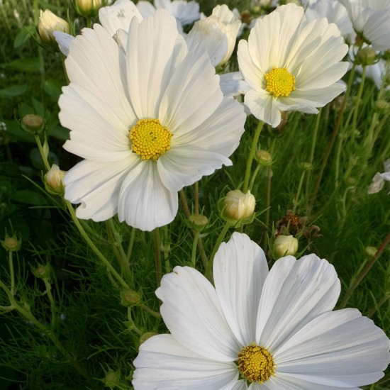 Kosmėja paprastoji  (Cosmos bipinnatus ) Dwarf Sensation White'