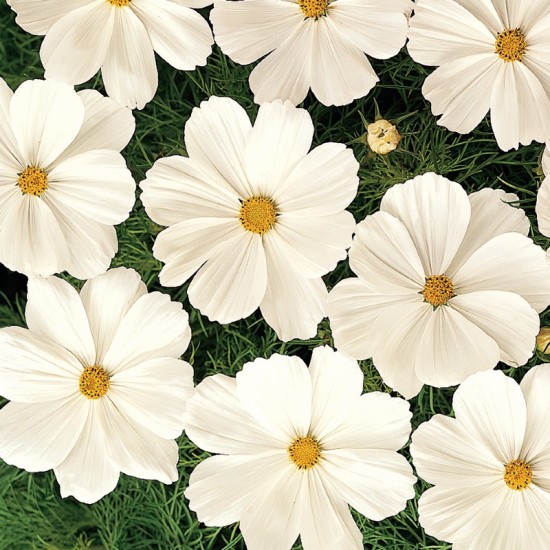 Kosmėja paprastoji  (Cosmos bipinnatus ) Dwarf Sensation White'
