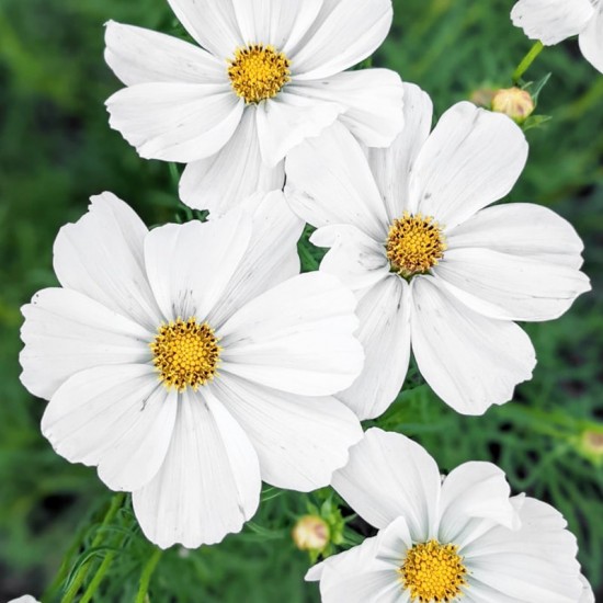 Kosmėja paprastoji  (Cosmos bipinnatus ) Dwarf Sensation White'