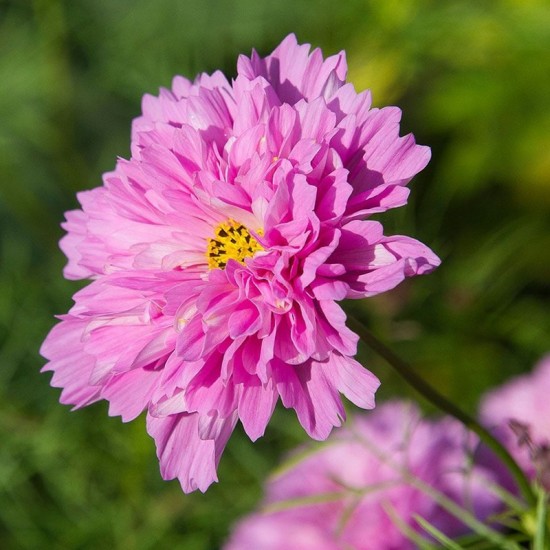 Kosmėja paprastoji  (Cosmos bipinnatus ) 'Double Click Rose'