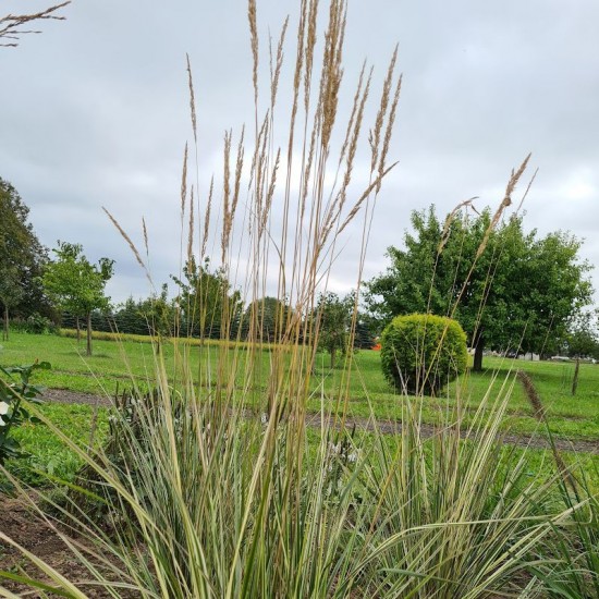 Lendrūnas smailiažiedis (Calamagrostis × acutiflora) ‘Overdam’