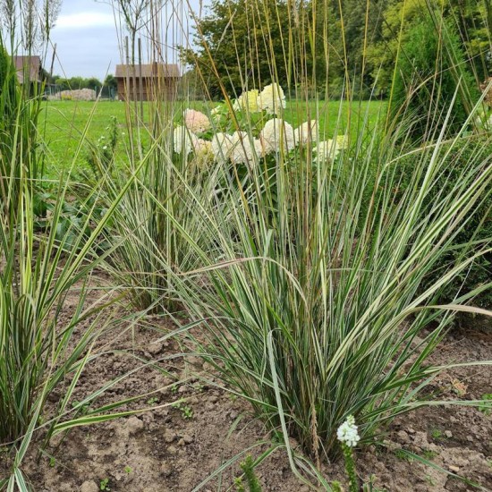 Lendrūnas smailiažiedis (Calamagrostis × acutiflora) ‘Overdam’