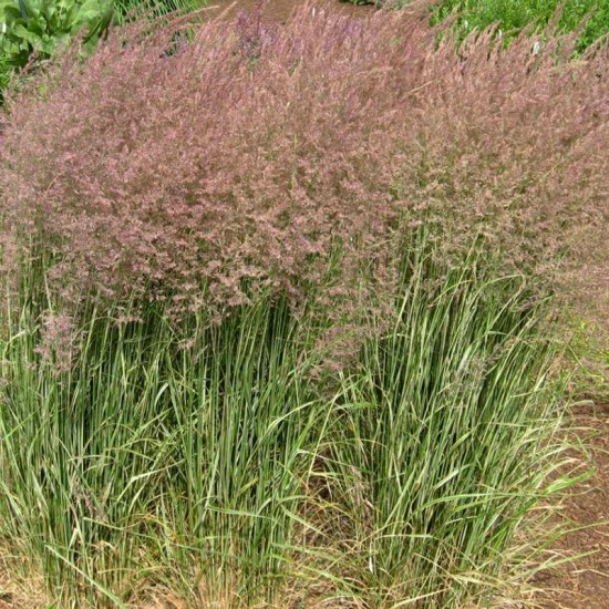 Lendrūnas smailiažiedis (Calamagrostis × acutiflora) ‘Overdam’