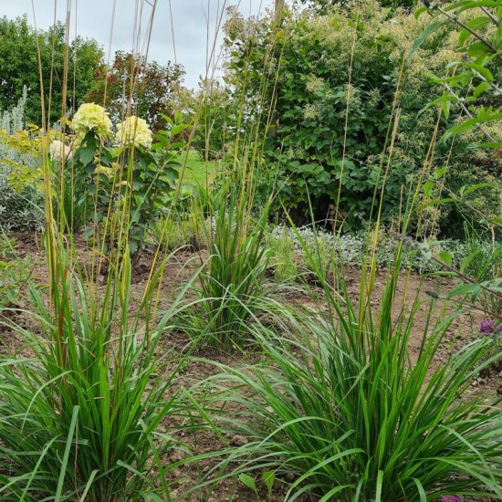 Lendrūnas smailiažiedis (Calamagrostis x acutiflora ) ‘Waldenbuch’