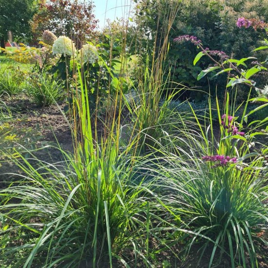 Lendrūnas smailiažiedis (Calamagrostis x acutiflora ) ‘Waldenbuch’