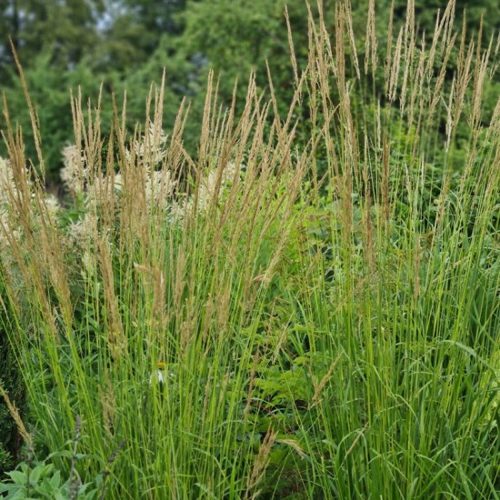 Lendrūnas smailiažiedis (Calamagrostis x acutiflora ) ‘Waldenbuch’