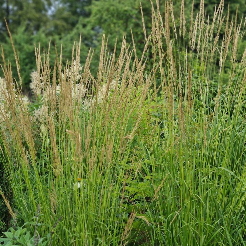 Lendrūnas smailiažiedis (Calamagrostis x acutiflora ) ‘Waldenbuch’ Lendrūnas smailiažiedis (Calamagrostis x acutiflora ) ‘Waldenbuch’