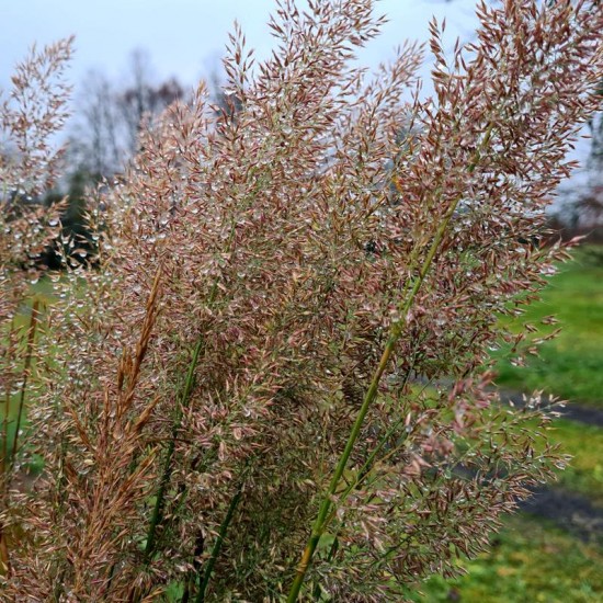 Lendrūnas korėjinis (Calamagrostis brachytricha)