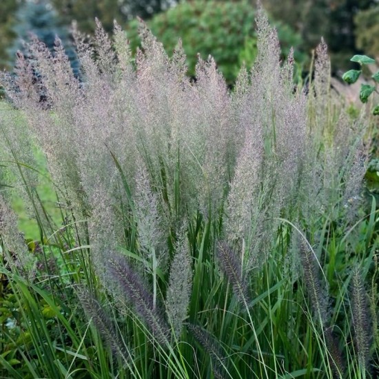 Lendrūnas korėjinis (Calamagrostis brachytricha)