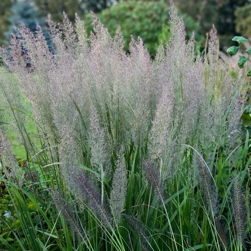 Lendrūnas korėjinis (Calamagrostis brachytricha) Lendrūnas korėjinis (Calamagrostis brachytricha)