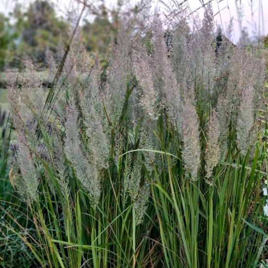 Lendrūnas korėjinis (Calamagrostis brachytricha)