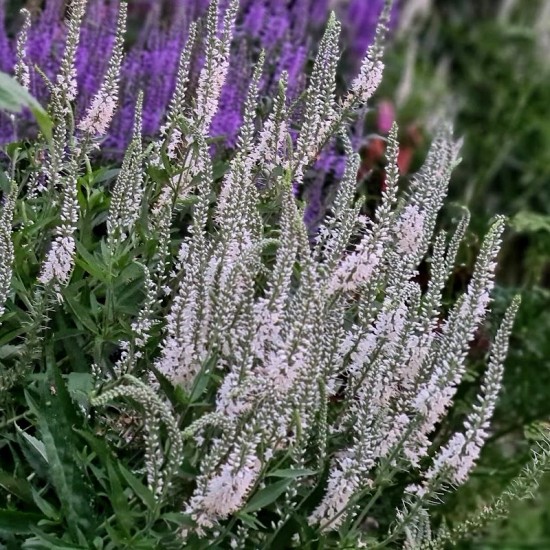 Veronika Ilgalapė (Veronica longifolia) 'Lilac Fantasy'
