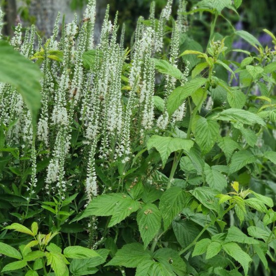 Veronika Ilgalapė (Veronica longifolia) 'Lilac Fantasy'