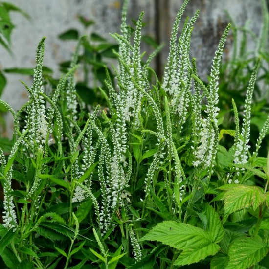 Veronika Ilgalapė (Veronica longifolia) 'Lilac Fantasy'