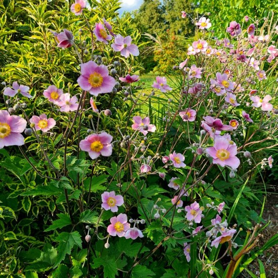 Plukė Japoninė  (Anemone Japonica)