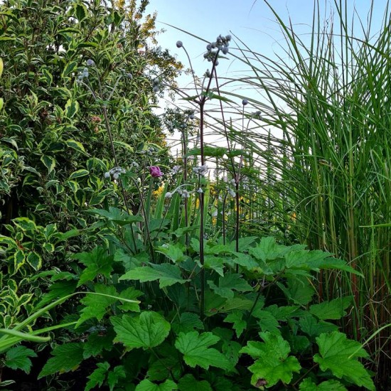Plukė Japoninė  (Anemone Japonica)