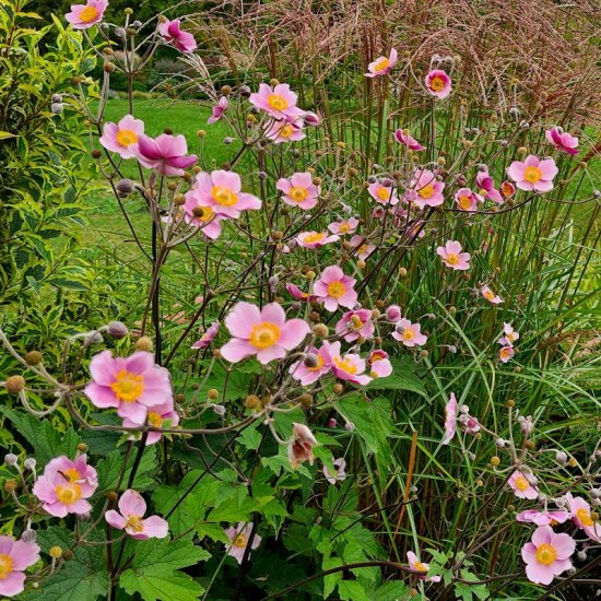Plukė Japoninė  (Anemone Japonica)