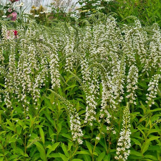 Šilingė ančiasnapė (Lysimachia clethroides)