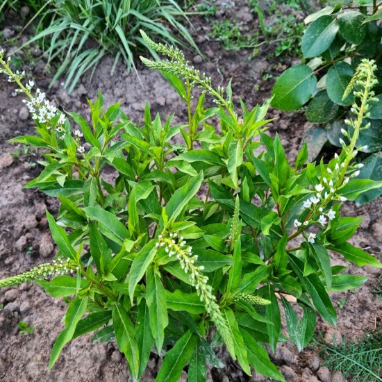 Šilingė ančiasnapė (Lysimachia clethroides)