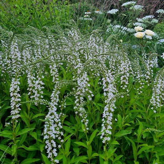 Šilingė ančiasnapė (Lysimachia clethroides)