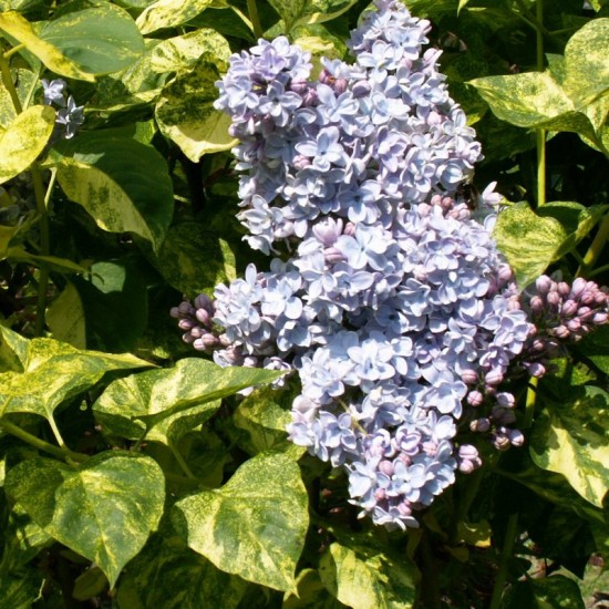 Alyva paprastoji (Spyringa vulgaris) ‚Aucubaefolia‘